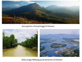 Kawasan pertanian utama di vietnam terletak di delta sungai