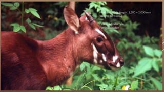 Size:
Head and body length: 1,500 – 2,000 mm
Weight: 80-100 kg
Order: Artiodactyla
Family: Bovidae
 