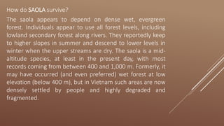 How do SAOLA survive?
The saola appears to depend on dense wet, evergreen
forest. Individuals appear to use all forest levels, including
lowland secondary forest along rivers. They reportedly keep
to higher slopes in summer and descend to lower levels in
winter when the upper streams are dry. The saola is a mid-
altitude species, at least in the present day, with most
records coming from between 400 and 1,000 m. Formerly, it
may have occurred (and even preferred) wet forest at low
elevation (below 400 m), but in Vietnam such areas are now
densely settled by people and highly degraded and
fragmented.
 