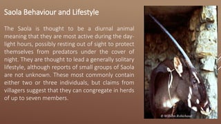 Saola Behaviour and Lifestyle
The Saola is thought to be a diurnal animal
meaning that they are most active during the day-
light hours, possibly resting out of sight to protect
themselves from predators under the cover of
night. They are thought to lead a generally solitary
lifestyle, although reports of small groups of Saola
are not unknown. These most commonly contain
either two or three individuals, but claims from
villagers suggest that they can congregate in herds
of up to seven members.
© William Robichaud
 