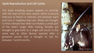 Saola Reproduction and Life Cycles
The Saola breeding season appears to coincide
with the start of the rainy season which is around
February to March in Vietnam and between April
and June in neighbouring Laos. Males are thought
to find a female that often co-inhabits a small part
of the male's range. After mating, females are
thought to give birth to a single calf (much in the
same way as other Bovine species) after a
gestation period that is thought to last for
between 7 and 8 months.
© William Robichaud
 