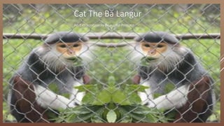 Cat The Ba Langur
An Extraordinarily Beautiful Primate
 