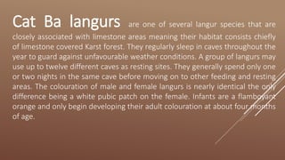 Cat Ba langurs are one of several langur species that are
closely associated with limestone areas meaning their habitat consists chiefly
of limestone covered Karst forest. They regularly sleep in caves throughout the
year to guard against unfavourable weather conditions. A group of langurs may
use up to twelve different caves as resting sites. They generally spend only one
or two nights in the same cave before moving on to other feeding and resting
areas. The colouration of male and female langurs is nearly identical the only
difference being a white pubic patch on the female. Infants are a flamboyant
orange and only begin developing their adult colouration at about four months
of age.
 