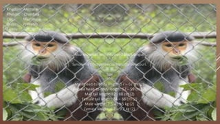 Kingdom: Animalia
Phylum: Chordata
Class: Mammalia
Order: Primates
Family: Cercopithecidae
Genus: Trachypithecus
Also known as white-rumped black langur.
Synonyms Trachypithecus francoisi delacouri.
Size
Male head-to-body length: 57 – 62 cm (2)
Female head-to-body length: 57 – 59 cm (2)
Mail tail length: 82 - 88 cm (2)
Female tail length: 84 – 86 cm (2)
Male weight: 7.5 – 10.5 kg (2)
Female weight: 6.2 – 9.2 kg (2)
 