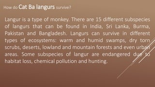 How do Cat Ba langurs survive?
Langur is a type of monkey. There are 15 different subspecies
of langurs that can be found in India, Sri Lanka, Burma,
Pakistan and Bangladesh. Langurs can survive in different
types of ecosystems: warm and humid swamps, dry torn
scrubs, deserts, lowland and mountain forests and even urban
areas. Some subspecies of langur are endangered due to
habitat loss, chemical pollution and hunting.
 