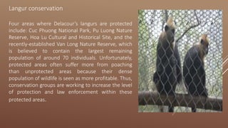 Langur conservation
Four areas where Delacour’s langurs are protected
include: Cuc Phuong National Park, Pu Luong Nature
Reserve, Hoa Lu Cultural and Historical Site, and the
recently-established Van Long Nature Reserve, which
is believed to contain the largest remaining
population of around 70 individuals. Unfortunately,
protected areas often suffer more from poaching
than unprotected areas because their dense
population of wildlife is seen as more profitable. Thus,
conservation groups are working to increase the level
of protection and law enforcement within these
protected areas.
 
