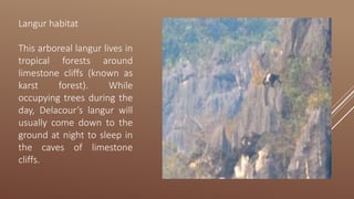 Langur habitat
This arboreal langur lives in
tropical forests around
limestone cliffs (known as
karst forest). While
occupying trees during the
day, Delacour’s langur will
usually come down to the
ground at night to sleep in
the caves of limestone
cliffs.
 