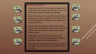 Interesting Langur Facts:
Langurs can reach 17 to 31 inches in height and 11
to 40 pounds in weight. Their tail can be up to 42
inches long. Males are larger than females.
Body of the langur is covered with long fur that can
be silver, grey, brown, golden, red or black. Color
of the fur provides a camouflage and it depends on
their environment.
Langurs are also known as "leaf-eating monkeys"
because they feed mostly on the leaves. Other than
leaves, they also eat fruit, shoots, roots, seeds,
flowers, grass.
Since langur diet consists of plants only, their
intestines are home to different types of bacteria
that help in digestion of plant material.
Plant diet does not provide a lot of energy which is
the reason why langurs are not as active as other
monkeys.
 