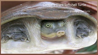 Cantor's Giant Softshell Turtle
Asian giant softshell turtle
 