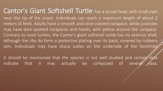 Cantor's Giant Softshell Turtle has a broad head, with small eyes
near the tip of the snout. Individuals can reach a maximum length of about 2
meters (6 feet). Adults have a smooth and olive colored carapace, while juveniles
may have dark-spotted carapaces and heads, with yellow around the carapace.
Contrary to most turtles, the Cantor’s giant softshell turtle has no exterior shell,
although the ribs do form a protective plating over its back, covered by rubbery
skin. Individuals may have sharp scales on the underside of the forelimbs
It should be mentioned that the species is not well studied and certain data
indicate that it may actually be composed of several taxa.
 