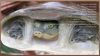 Kingdom: Animalia
Phylum: Chordata
Class: Sauropsida
Order: Testudines
Family: Trionychidae
Genus: Pelochelys
Species: Pelochelys cantorii
Conservation Status: Endangered
Common Name(s): Cantor's giant softshell turtle, Asian
giant softshell turtle
 