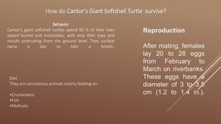 How do Cantor's Giant Softshell Turtle survive?
Behavior
Cantor's giant softshell turtles spend 95 % of their lives
stayed buried and motionless, with only their eyes and
mouth protruding from the ground level. They surface
twice a day to take a breath.
Diet
They are carnivorous animals mainly feeding on:
•Crustaceans
•Fish
•Mollusks
Reproduction
After mating, females
lay 20 to 28 eggs
from February to
March on riverbanks.
These eggs have a
diameter of 3 to 3.5
cm (1.2 to 1.4 in.).
 