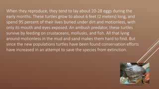 When they reproduce, they tend to lay about 20-28 eggs during the
early months. These turtles grow to about 6 feet (2 meters) long, and
spend 95 percent of their lives buried under dirt and motionless, with
only its mouth and eyes exposed. An ambush predator, these turtles
survive by feeding on crustaceans, mollusks, and fish. All that lying
around motionless in the mud and sand makes them hard to find. But
since the new populations turtles have been found conservation efforts
have increased in an attempt to save the species from extinction.
A young cantor's giant softshell turtle
 