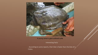 A young cantor's giant softshell turtle
Interesting Facts
- According to some reports, their bite is faster than the bite of a
Cobra.
 