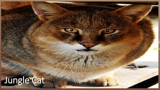 Jungle Cat
 