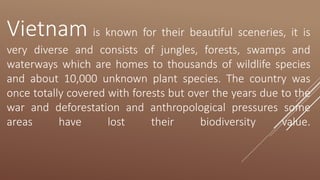 Vietnam is known for their beautiful sceneries, it is
very diverse and consists of jungles, forests, swamps and
waterways which are homes to thousands of wildlife species
and about 10,000 unknown plant species. The country was
once totally covered with forests but over the years due to the
war and deforestation and anthropological pressures some
areas have lost their biodiversity value.
 