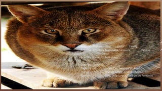 Kingdom Phylum Class Order Family
Animalia Chordata Mammalia Carnivora Felidae
Scientific Name: Felis chaus
Common Name(s):
English – Jungle Cat, Swamp Cat, Reed Cat
French – Chat de jungle, Chat des Marais
Spanish – Gato de la Jungla, Gato de los Pantanos
 