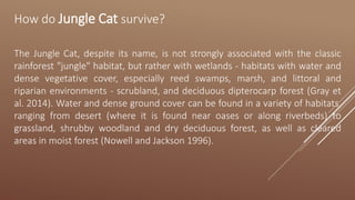 How do Jungle Cat survive?
The Jungle Cat, despite its name, is not strongly associated with the classic
rainforest "jungle" habitat, but rather with wetlands - habitats with water and
dense vegetative cover, especially reed swamps, marsh, and littoral and
riparian environments - scrubland, and deciduous dipterocarp forest (Gray et
al. 2014). Water and dense ground cover can be found in a variety of habitats,
ranging from desert (where it is found near oases or along riverbeds) to
grassland, shrubby woodland and dry deciduous forest, as well as cleared
areas in moist forest (Nowell and Jackson 1996).
 