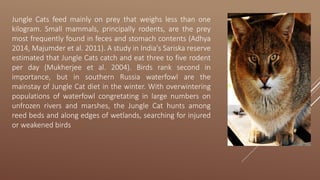 Jungle Cats feed mainly on prey that weighs less than one
kilogram. Small mammals, principally rodents, are the prey
most frequently found in feces and stomach contents (Adhya
2014, Majumder et al. 2011). A study in India's Sariska reserve
estimated that Jungle Cats catch and eat three to five rodent
per day (Mukherjee et al. 2004). Birds rank second in
importance, but in southern Russia waterfowl are the
mainstay of Jungle Cat diet in the winter. With overwintering
populations of waterfowl congretating in large numbers on
unfrozen rivers and marshes, the Jungle Cat hunts among
reed beds and along edges of wetlands, searching for injured
or weakened birds
 