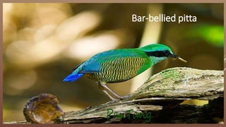 Bar-bellied pitta
 