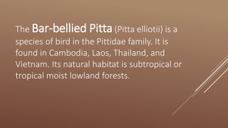 The Bar-bellied Pitta (Pitta elliotii) is a
species of bird in the Pittidae family. It is
found in Cambodia, Laos, Thailand, and
Vietnam. Its natural habitat is subtropical or
tropical moist lowland forests.
 