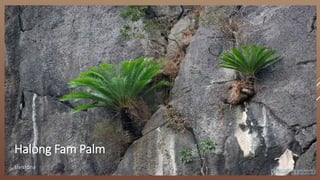 Halong Fam Palm
Livistona
 