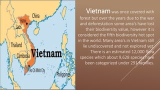 Vietnamwas once covered with
forest but over the years due to the war
and deforestation some area's have lost
their biodiversity value, however it is
considered the fifth biodiversity hot spot
in the world. Many area's in Vietnam still
lie undiscovered and not explored yet.
There is an estimated 12,000 flora
species which about 9,628 species have
been categorized under 291 families.
 
