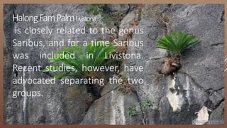 HalongFamPalmLivistona
is closely related to the genus
Saribus, and for a time Saribus
was included in Livistona.
Recent studies, however, have
advocated separating the two
groups.
 