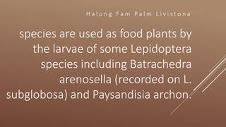 H a l o n g F a m P a l m L i v i s t o n a
species are used as food plants by
the larvae of some Lepidoptera
species including Batrachedra
arenosella (recorded on L.
subglobosa) and Paysandisia archon.
 