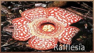 Rafflesia
 