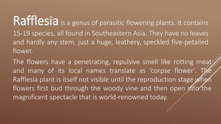 Rafflesiais a genus of parasitic flowering plants. It contains
15-19 species, all found in Southeastern Asia. They have no leaves
and hardly any stem, just a huge, leathery, speckled five-petalled
flower.
The flowers have a penetrating, repulsive smell like rotting meat
and many of its local names translate as ‘corpse flower’. The
Rafflesia plant is itself not visible until the reproduction stage when
flowers first bud through the woody vine and then open into the
magnificent spectacle that is world-renowned today.
 