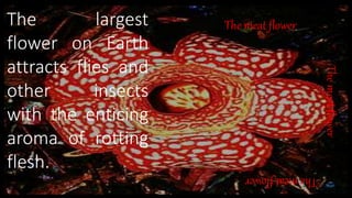 The largest
flower on Earth
attracts flies and
other insects
with the enticing
aroma of rotting
flesh.
Themeatflower
The meat flower
Themeatflower
 