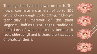 The largest individual flower on earth. The
flower can have a diameter of up to 106
cm. and can weigh up to 10 kg. Although
technically a member of the plant
kingdom, Rafflesia challenges traditional
definitions of what a plant is because it
lacks chlorophyll and is therefore incapable
of photosynthesis.
 
