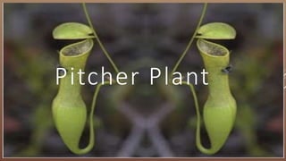 Pitcher Plant
 