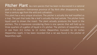 Pitcher Plant is a rare species that has been re-discovered in a national
park in the southern Vietnamese province of Tay Ninh after disappearing more
than a century ago from the wild and cultivation.
This plant has a very unique structure. The pitcher is actually the leaf modified as
a trap. The part that looks like a leaf is actually the leaf petiole. The pitcher holds
liquid used to drown the insect. The plant actually produces the liquid in the
pitchers. This is impressive considering there is one species that will hold up to
three quarters of a gallon of liquid in it's pitcher. The pitchers of nepenthes vary
in size from 4-5 inches to 12 inches (Nepenthes truncate) to 24 inches
(Nepenthes rajah). It has been recorded that a rat was found in the pitcher of
Nepenthes rajah.
 