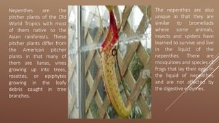 Nepenthes are the
pitcher plants of the Old
World Tropics with most
of them native to the
Asian rainforests. These
pitcher plants differ from
the American pitcher
plants in that many of
them are lianas, vines
growing up into trees,
rosettes, or epiphytes
growing in the leafy
debris caught in tree
branches.
The nepenthes are also
unique in that they are
similar to bromeliads
where some animals,
insects and spiders have
learned to survive and live
in the liquid of the
nepenthes. There are
mosquitoes and species of
frogs that lay their eggs in
the liquid of nepenthes
and are not affected by
the digestive enzymes.
 