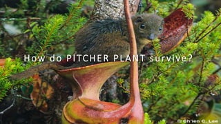 How do PITCHER PLANT survive?
 