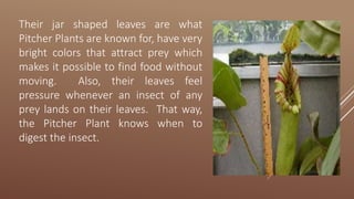 Their jar shaped leaves are what
Pitcher Plants are known for, have very
bright colors that attract prey which
makes it possible to find food without
moving. Also, their leaves feel
pressure whenever an insect of any
prey lands on their leaves. That way,
the Pitcher Plant knows when to
digest the insect.
 