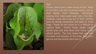 Diet
Pitcher plants have a wide variety of diet. Most
of the them only stick to eating insects, such as
Dark Beetle, Giant Millipede, Vietnamese
walking stick, Giant water plant ants, fruit flies.
However, some like to go out of their comfort
zone by eating mosquitoes and baby or small
frogs. Plants do not move so it is difficult to
capture food. Pitcher Plants bright colors
attract prey and they think their home is the
pitcher plants. The prey makes their way into
the plant and because of the slime, they can’t
get out and the pitcher plant eats it.
 