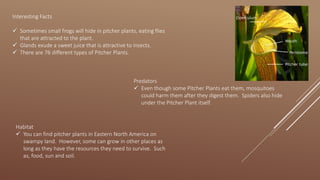 Interesting Facts
 Sometimes small frogs will hide in pitcher plants, eating flies
that are attracted to the plant.
 Glands exude a sweet juice that is attractive to insects.
 There are 76 different types of Pitcher Plants.
Predators
 Even though some Pitcher Plants eat them, mosquitoes
could harm them after they digest them. Spiders also hide
under the Pitcher Plant itself.
Habitat
 You can find pitcher plants in Eastern North America on
swampy land. However, some can grow in other places as
long as they have the resources they need to survive. Such
as, food, sun and soil.
 