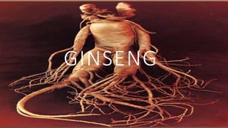 GINSENG
 