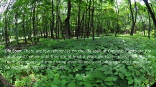 Life Span: There are few references on the life span of Ginseng. Plants are not
considered mature until they are at least 5 years old (some places 10+ years).
There are reports of roots being over 90 years old, although most plants are
harvested at a fraction of this age.
 