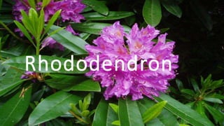 Rhododendron
 