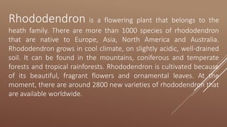 Rhododendron is a flowering plant that belongs to the
heath family. There are more than 1000 species of rhododendron
that are native to Europe, Asia, North America and Australia.
Rhododendron grows in cool climate, on slightly acidic, well-drained
soil. It can be found in the mountains, coniferous and temperate
forests and tropical rainforests. Rhododendron is cultivated because
of its beautiful, fragrant flowers and ornamental leaves. At the
moment, there are around 2800 new varieties of rhododendron that
are available worldwide.
 