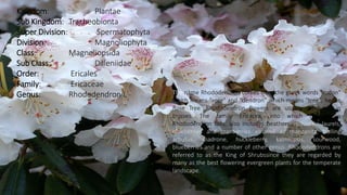 Kingdom: Plantae
Sub Kingdom: Tracheobionta
Super Division: Spermatophyta
Division: Magnoliophyta
Class: Magnoliopsida
Sub Class: Dilleniidae
Order: Ericales
Family: Ericaceae
Genus: Rhododendron L The name Rhododendron comes from the greek words "rodon"
which means "rose" and "dendron" which means "tree", hence
Rose Tree. Rhododendron flowers are usually produced in
trusses. The family Ericacea, into which the genus
Rhododendron falls, also includes heathers, mountain laurels,
blueberries and cranberries as well as manzanita, trailing
arbutus, madrone, huckleberry, kalmiopsis, sourwood,
blueberries and a number of other genus. Rhododendrons are
referred to as the King of Shrubssince they are regarded by
many as the best flowering evergreen plants for the temperate
landscape.
 