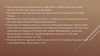  Most people know rhododendrons as big leathery leafed shrubs with round
clusters of white, pink, red, or purple blooms.
 Rhododendron was discovered by The 16th century Flemish botanist, Charles
l'Ecluse.
 Rhododendron was introduced to Britain in 1656 from the European Alps, and so
the name Alpine Rose for Rhododendron histrum.
 Exploration in America came as a result of a partnership between English Quaker
Peter Collinson and botanist/farmer John Bartram of Pennsylvania. This led to the
importation to England of the American natives, Rhododendron canescens,
Rhododendron nudiflorum, and Rhododendron viscosum in 1734, and
Rhododendron maximum in 1736.
 Rhododendron ferrugineum, another species from the European Alps also known
as the Alpine Rose, came along in 1752.
 