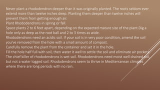 Never plant a rhododendron deeper than it was originally planted. The roots seldom ever
extend more than twelve inches deep. Planting them deeper than twelve inches will
prevent them from getting enough air.
Plant Rhododendrons in spring or fall.
Space plants 2 to 6 feet apart, depending on the expected mature size of the plant.Dig a
hole only as deep as the root ball and 2 to 3 times as wide.
Rhododendrons need an acidic soil. If your soil is in very poor condition, amend the soil
you've removed from the hole with a small amount of compost.
Carefully remove the plant from the container and set it in the hole.
Fill the hole half full with soil, then water it well to settle the soil and eliminate air pockets.
The chief killer of rhododendrons is wet soil. Rhododendrons need moist well drained soil,
but not a water logged soil. Rhododendrons seem to thrive in Mediterranean climates
where there are long periods with no rain.
 