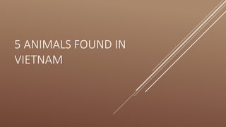 5 ANIMALS FOUND IN
VIETNAM
 