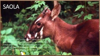 SAOLA
Often called the Asian unicorn, little is known about the
enigmatic saola in the two decades since its discovery. None
exist in captivity and this rarely-seen mammal is already
critically endangered. Scientists have categorically documented
saola in the wild on only four occasions to date.
 
