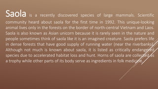 Saola is a recently discovered species of large mammals. Scientific
community heard about saola for the first time in 1992. This unique-looking
animal lives only in the forests on the border of north-central Vietnam and Laos.
Saola is also known as Asian unicorn because it is rarely seen in the nature and
people sometimes think of saola like it is an imagined creature. Saola prefers life
in dense forests that have good supply of running water (near the riverbanks).
Although not much is known about saola, it is listed as critically endangered
species due to accelerated habitat loss and hunt. Horns of saola are collected as
a trophy while other parts of its body serve as ingredients in folk medicine.
 